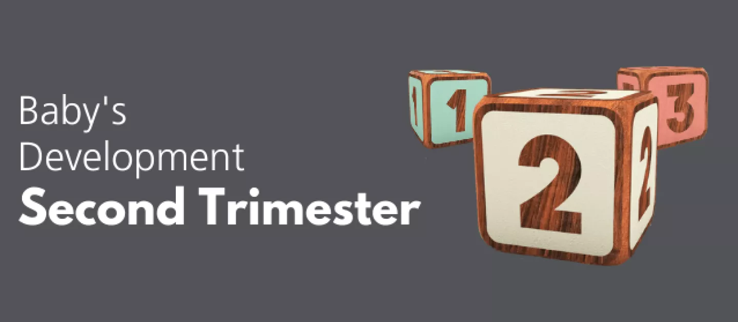 Baby's Development: Second Trimester