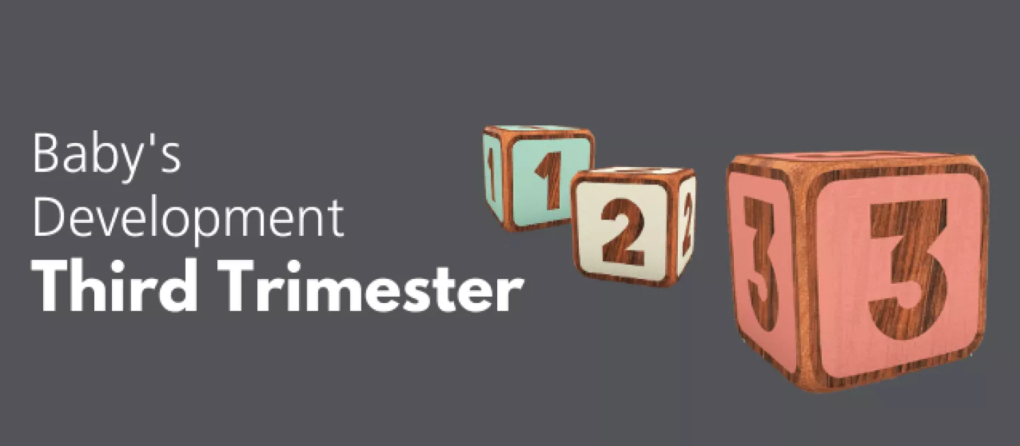 Baby's Development: Third Trimester