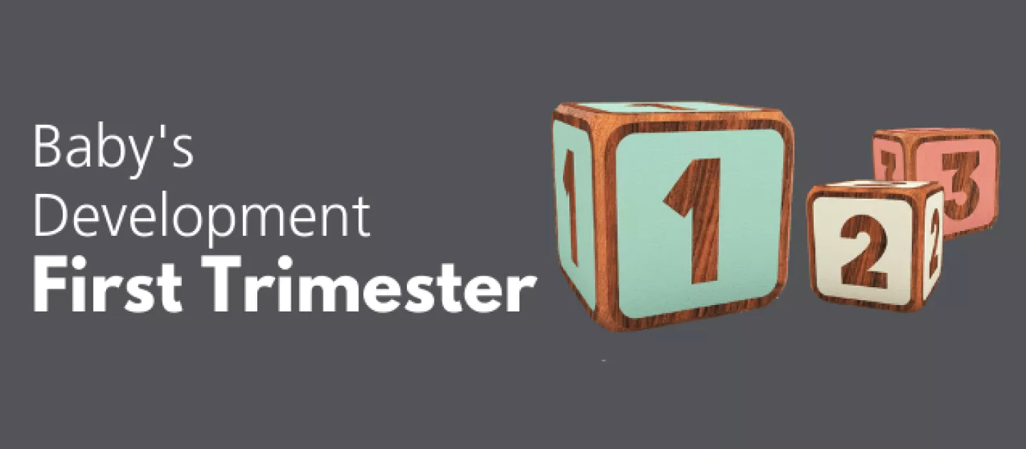 Baby's Development: First Trimester