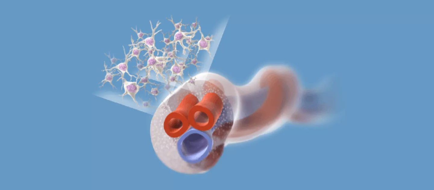 What Makes Cord Tissue Special? Mesenchymal Stem Cells (MSCs)