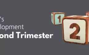 Baby's Development: Second Trimester