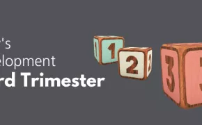 Baby's Development: Third Trimester