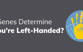 Do Genes Determine If You're Left-Handed?