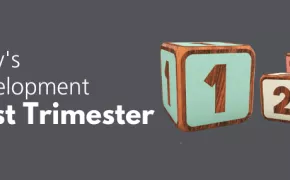 Baby's Development: First Trimester