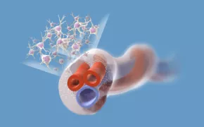 What Makes Cord Tissue Special? Mesenchymal Stem Cells (MSCs)